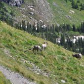  Glacier National Park